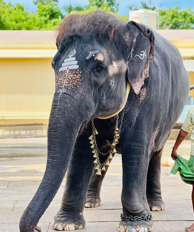 Temple Elephant